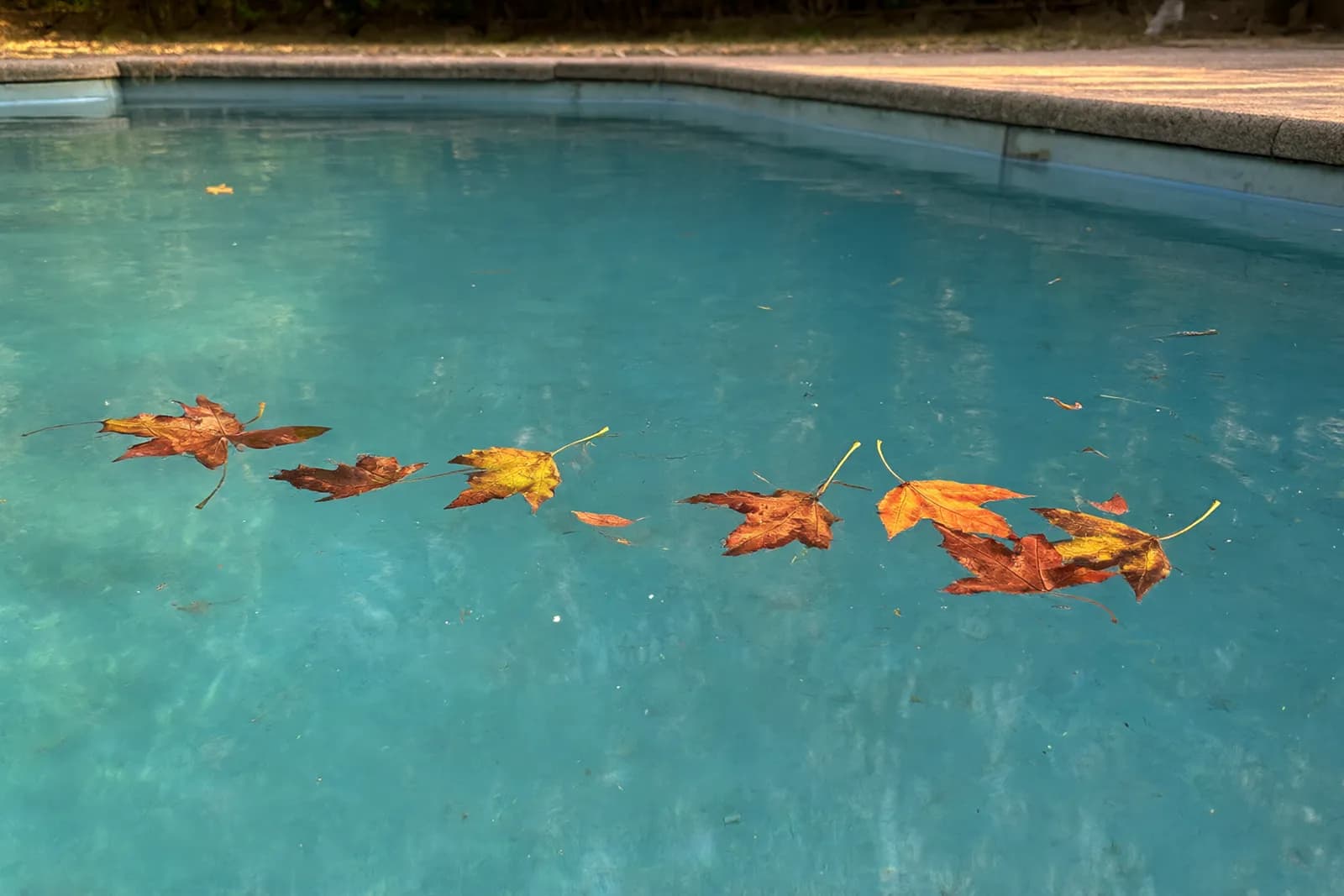 Autumn leaves floating on a clear pool in late afternoon light